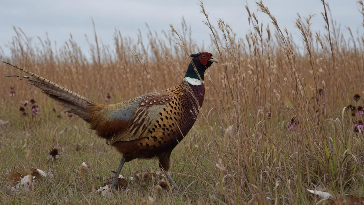 Upland Birds - Hunting by Animal Type: Big Game Breakdown
