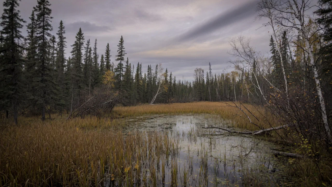 Regulations Highlights - Waterfowl Hunting in Minnesota