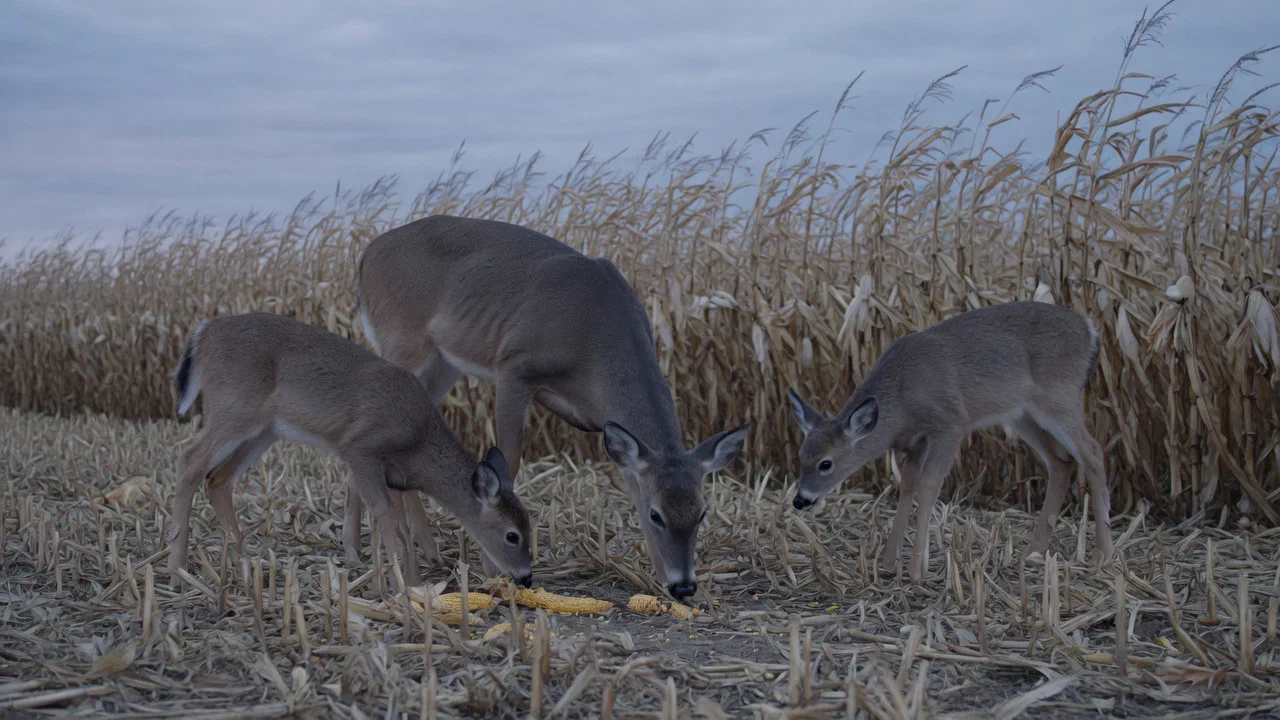 White-tailed Deer Season - Texas Hunting Season: Your Essential Guide to Dates and Regulations